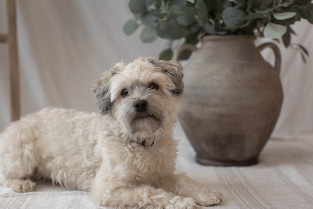 Havanese Dog Dog housing necessitates a comfortable and secure environment
