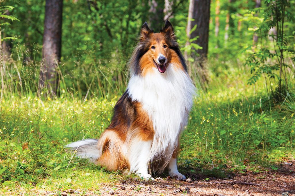 Collie Dog Breathing in fresh air contributes to overall well-being