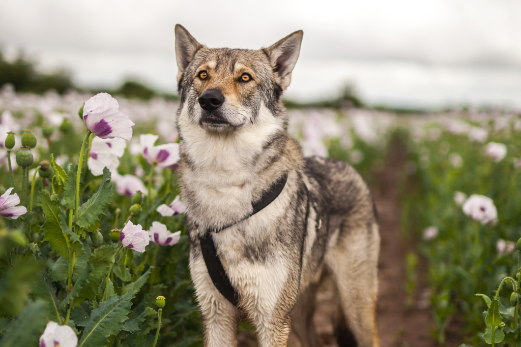 Wolf Dogs Vs. Wolf Hybrids: What's The Difference? | Living Tiny With A Wolf
