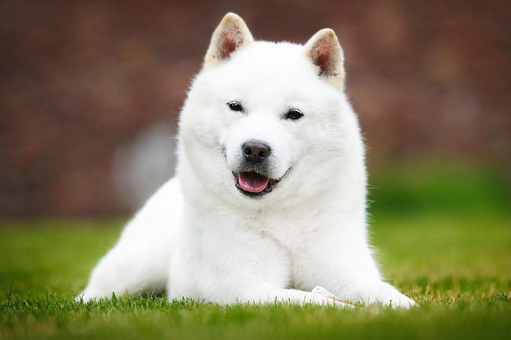 Hokkaido Dog Inhaling clean air enhances overall health