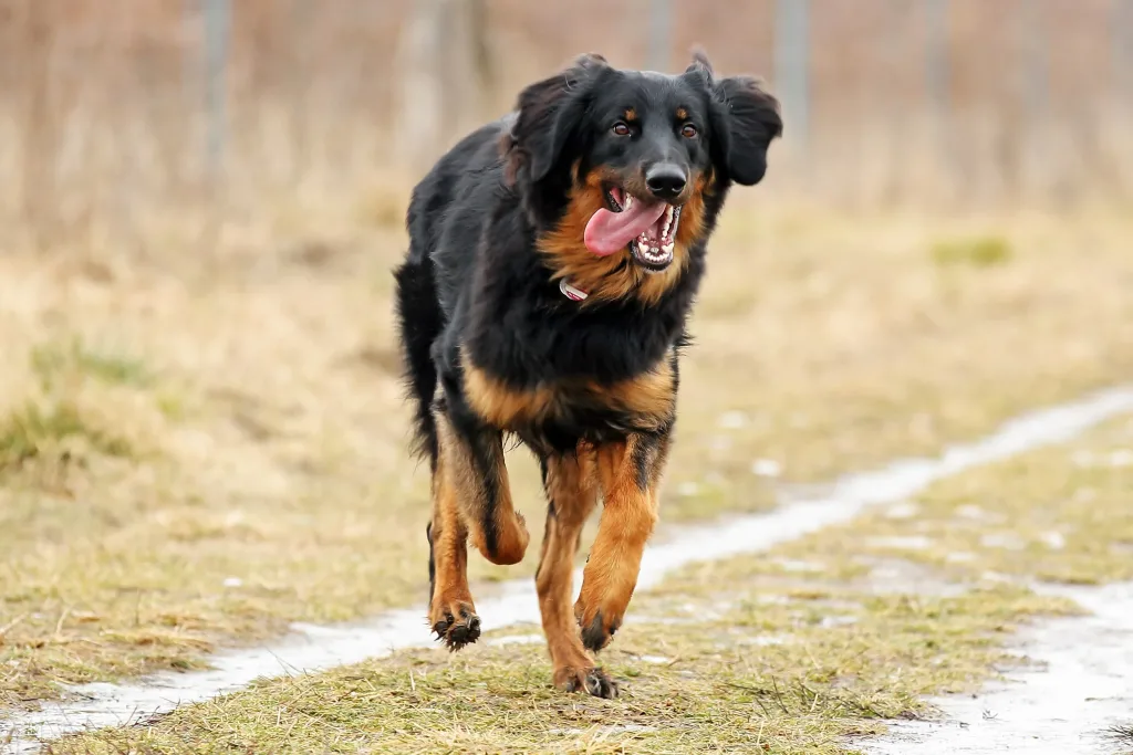 Hovawart Dog running exercise