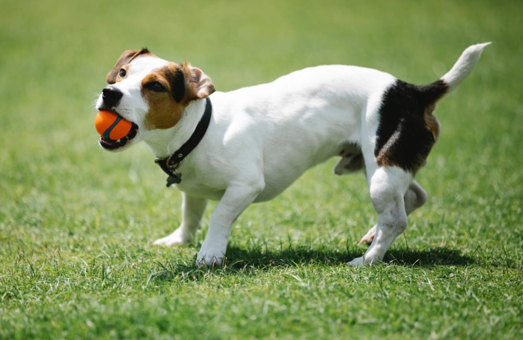 Parson Jack Russell Terrier Dog training with ball