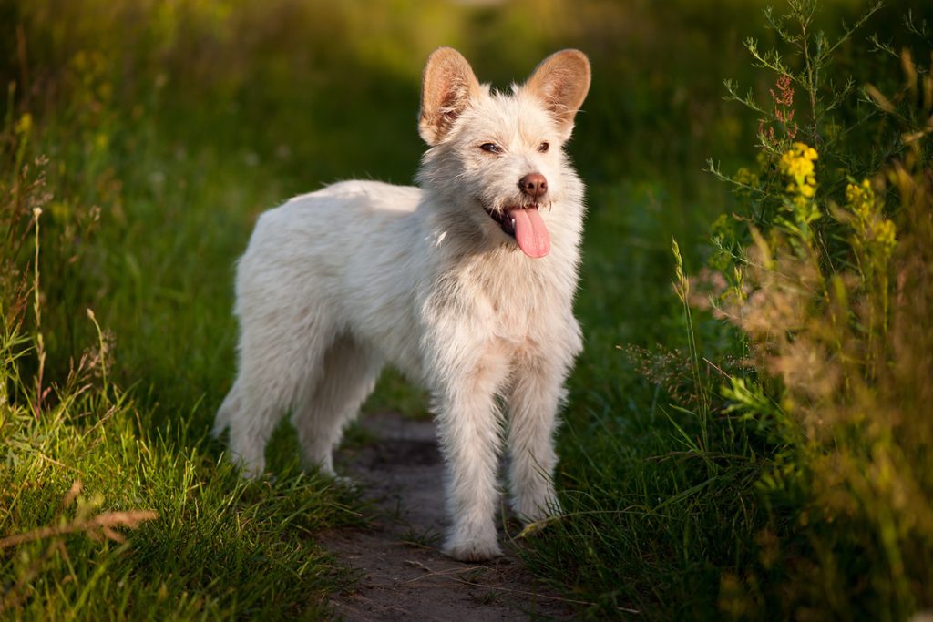 Known Health Conditions Bouvier des Ardennes Dog