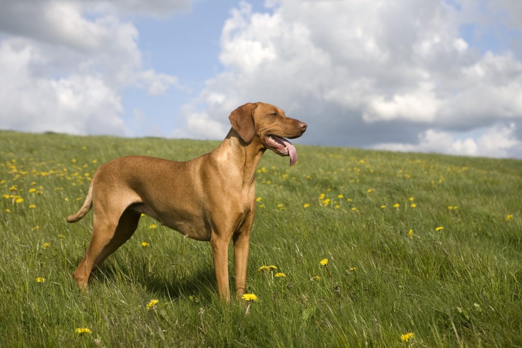 Vizsla, short-haired and wire-haired Dog