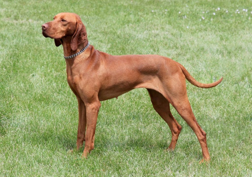 Vizsla, short-haired and wire-haired Dog breathing fresh air