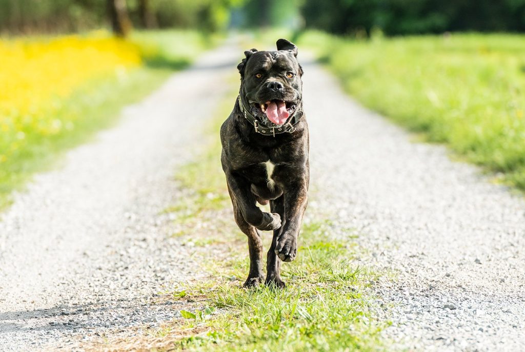 Cane Corso Dog running exercise