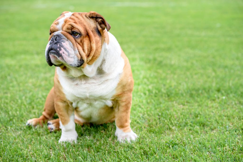 English Bulldog / British Bulldog Dog Inhaling clean air enhances overall health