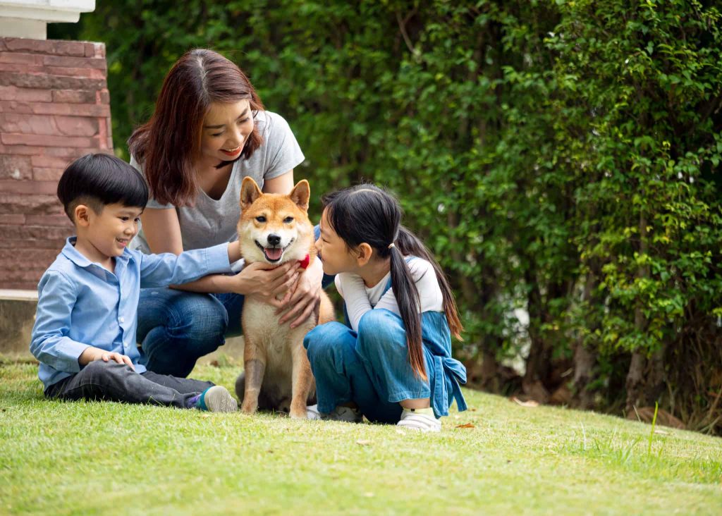 Akita or Akita Inu Dog enjoy with Family