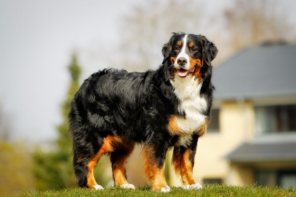 bernese mountain dog Clean air is beneficial for one's health