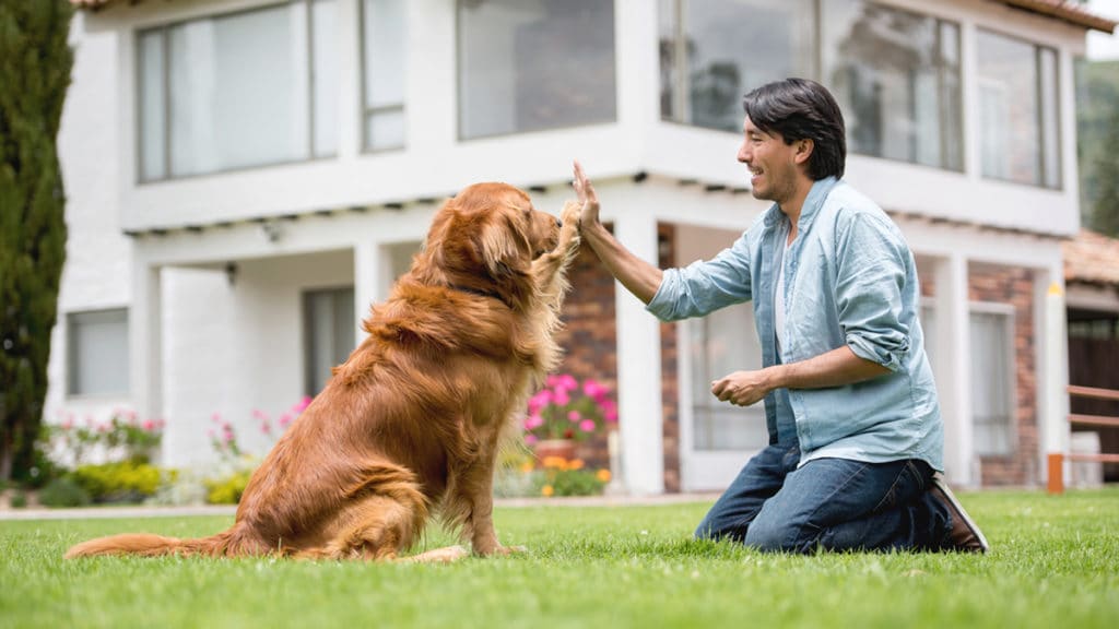 Golden Retriever Dog training with owner