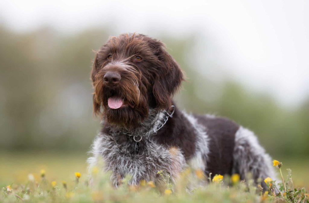 German Wirehaired Pointer Dog comfortable with family