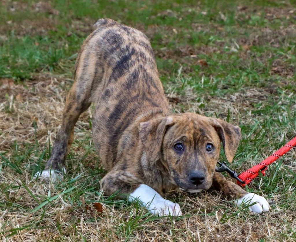 Treeing Tennessee Brindle Dog prepared for training