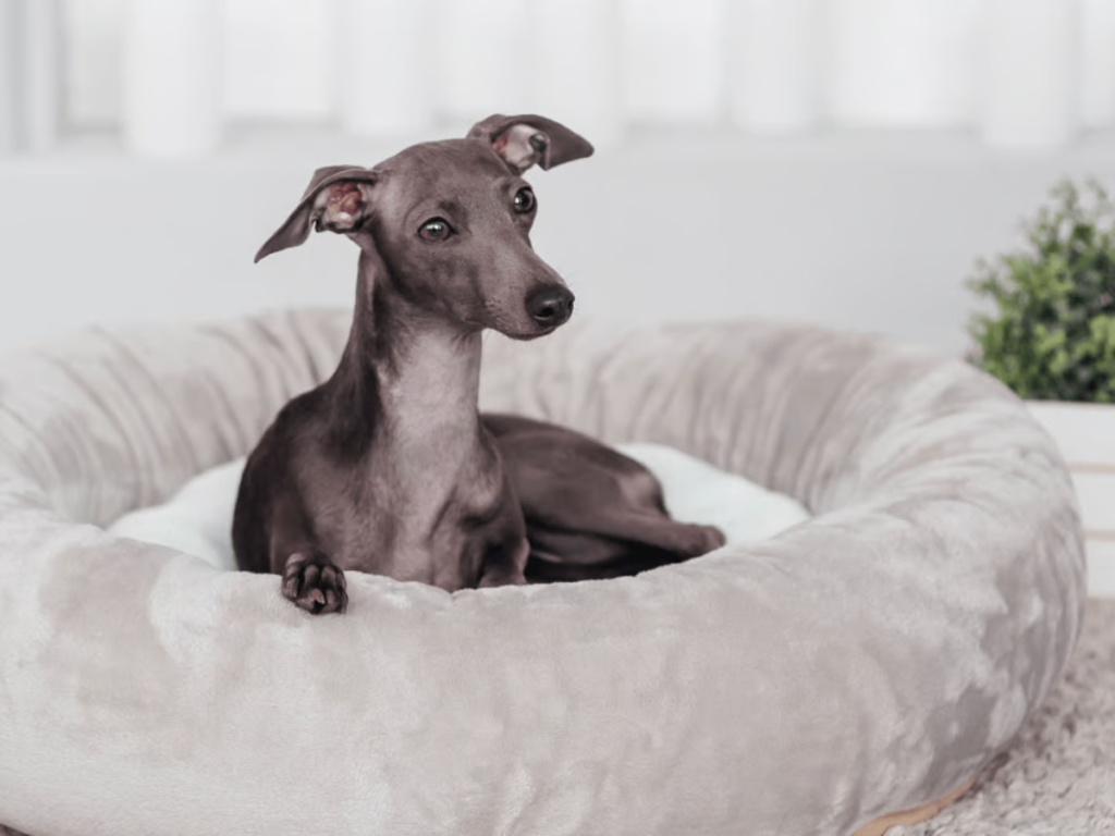 Italian Greyhound Dog Dog housing necessitates a comfortable and secure environment