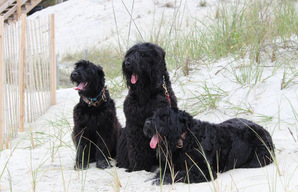 Known Health Conditions Black Russian Terrier Dog