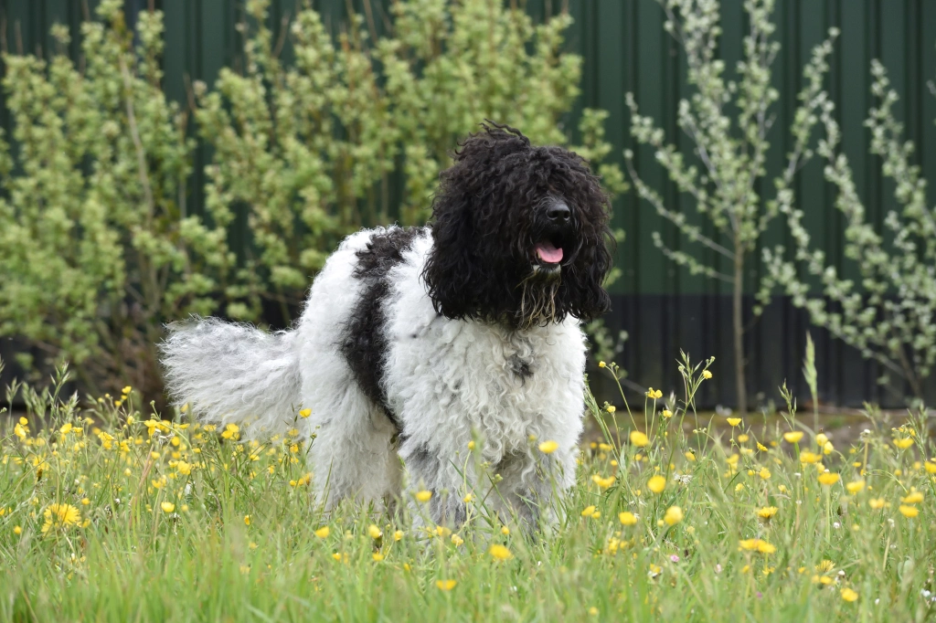 Barbet Dog Breathing in fresh air contributes to overall well-being