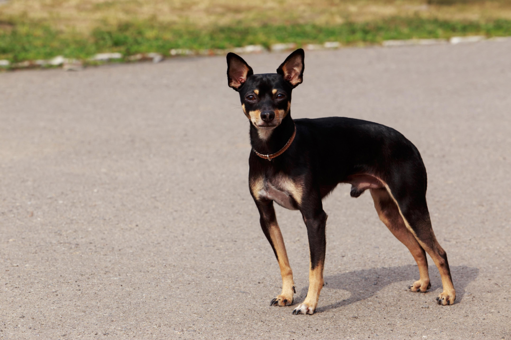 English Toy Terrier (Black & Tan) Dog ready for training