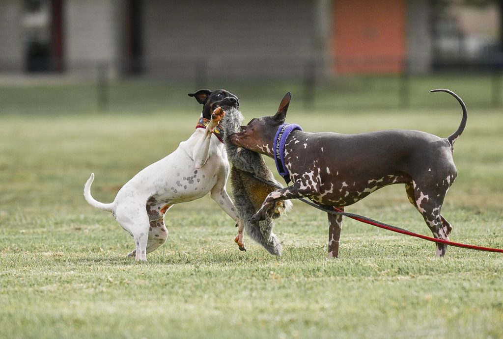 Japanese Terrier Dog hunting training