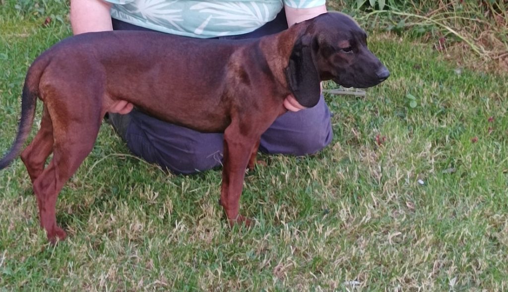 Size and Breed Category Bavarian Mountain Hound Dog