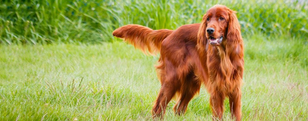 Irish Setter - Red Setter Dog Approachability towards unfamiliar individuals 