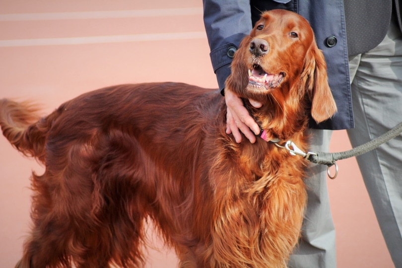 Irish Setter Dog Breed Guide: Info, Pictures, Care & More! | Pet Keen