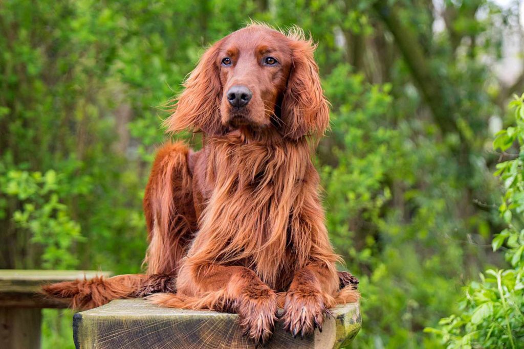 Irish Setter - Red Setter Dog Inhaling clean air enhances overall health