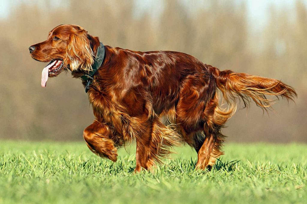 Irish Setter (Red Setter) Dog Breed Information & Characteristics