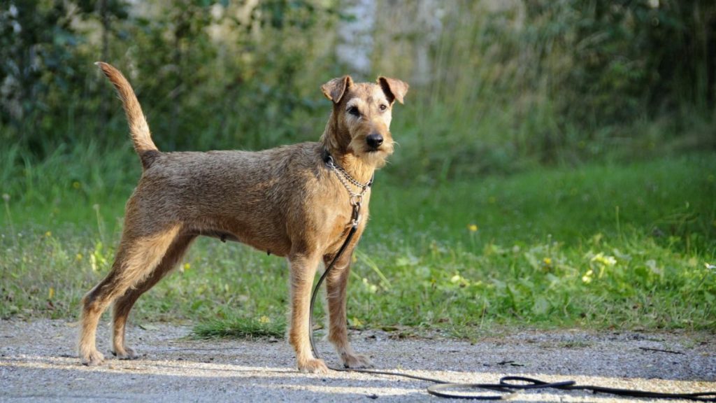 Irish Terrier Dog Intensity of Playful Behavior