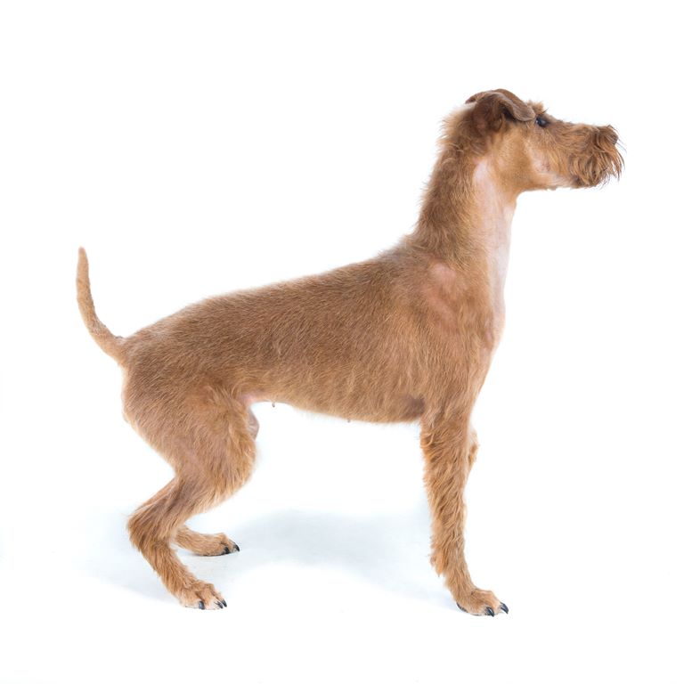 Irish Terrier Dog Breed Information
