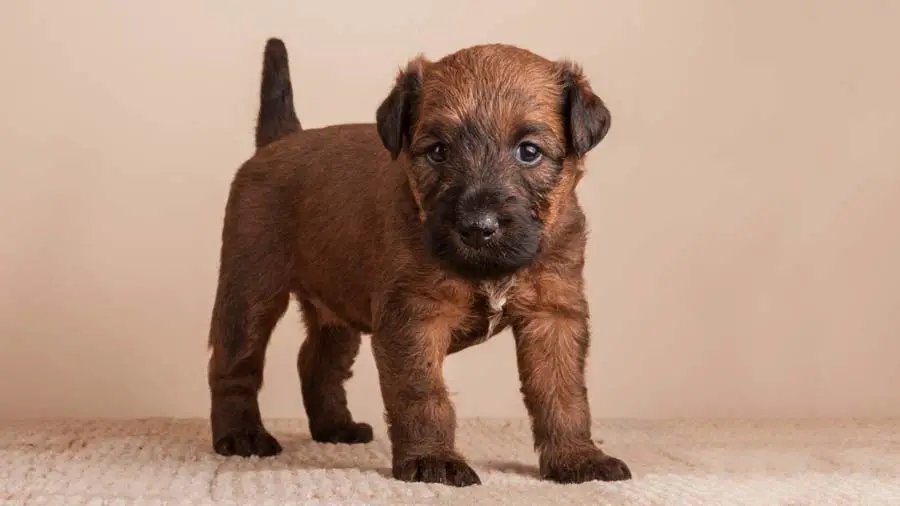 Irish Terrier - Price, Temperament, Life span