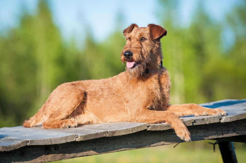 Irish Terrier Dog Inhaling clean air enhances overall health