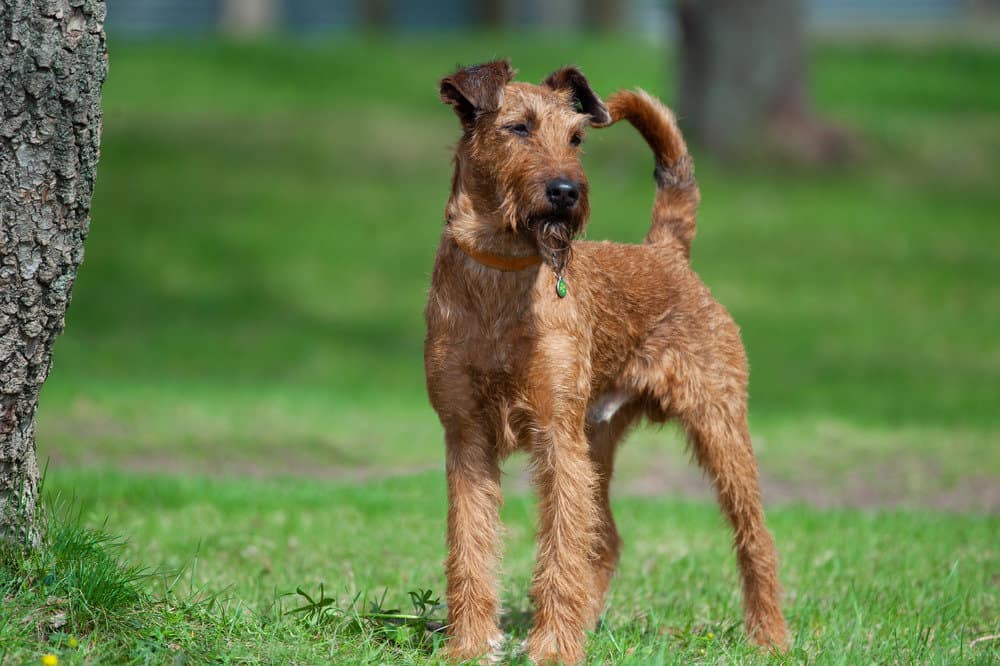 Irish terrier: Dog breed characteristics & care