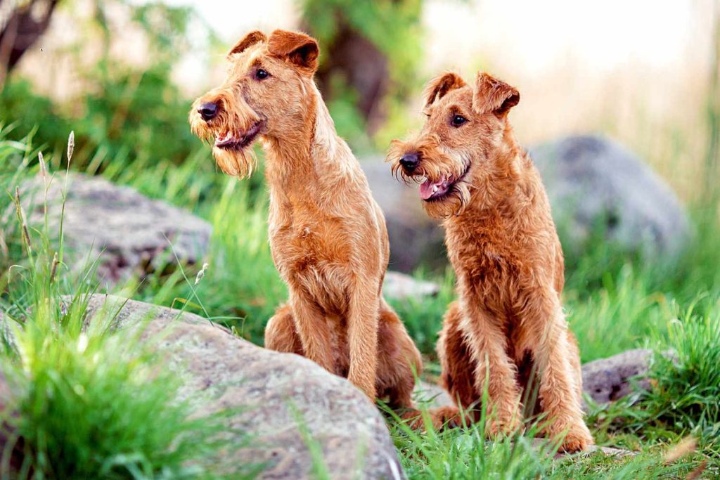 Irish Terrier Dog Breed Information and Characteristics