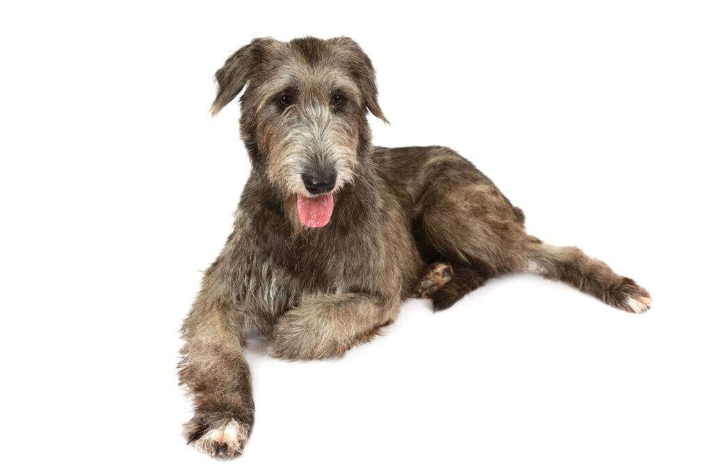 Irish Wolfhound Dog Breed Information