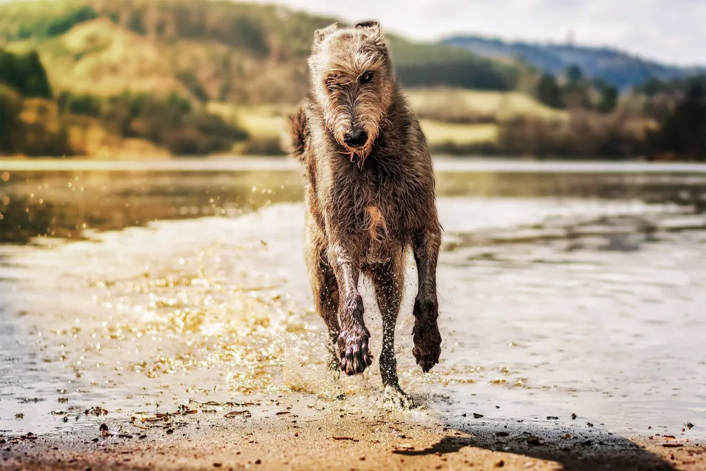 Irish Wolfhound Dog running exercise
