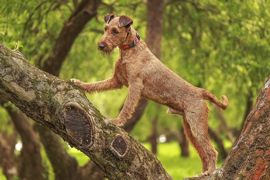 Meet the Irish Terrier!