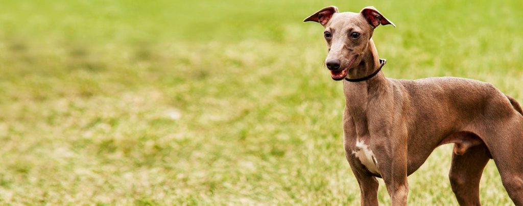 greyhound dog Inhaling clean air enhances overall health