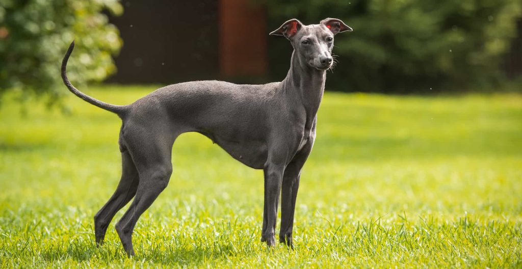 Italian Greyhound Dog Breathing in fresh air contributes to overall well-being