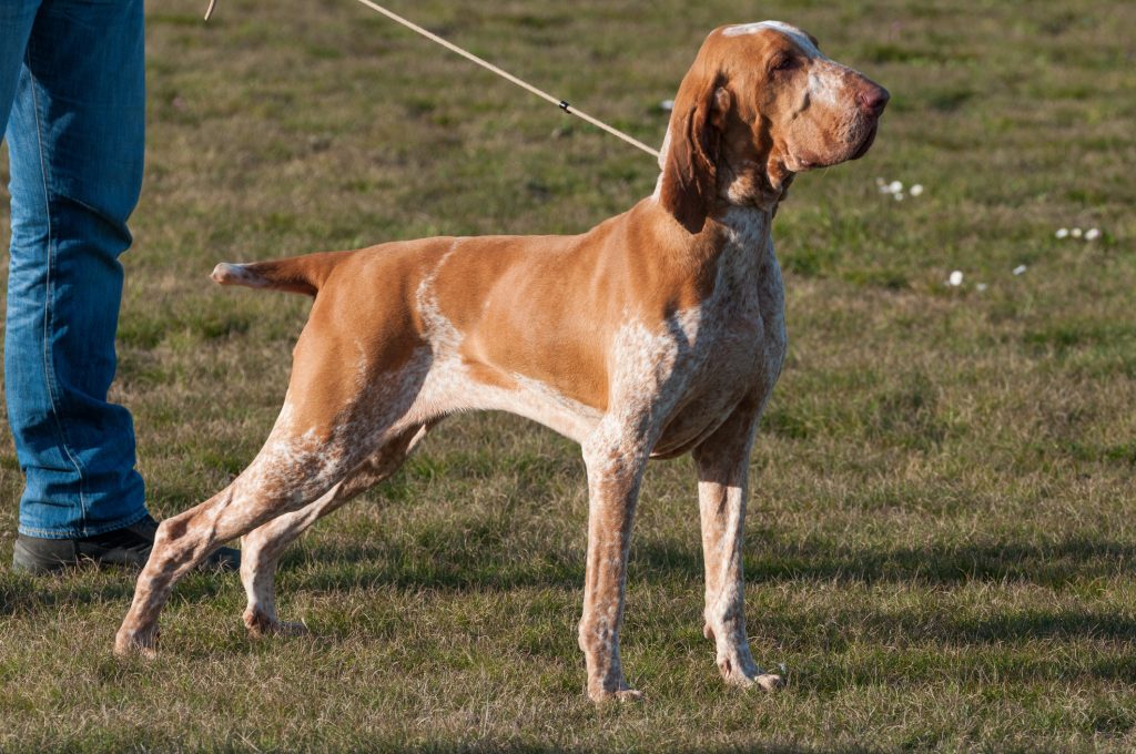 Bracco Italiano Dog Prepared for training