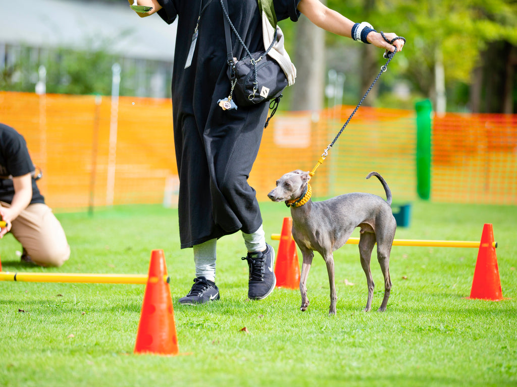 Italian Greyhound Dog Geared up and prepared for the upcoming training session