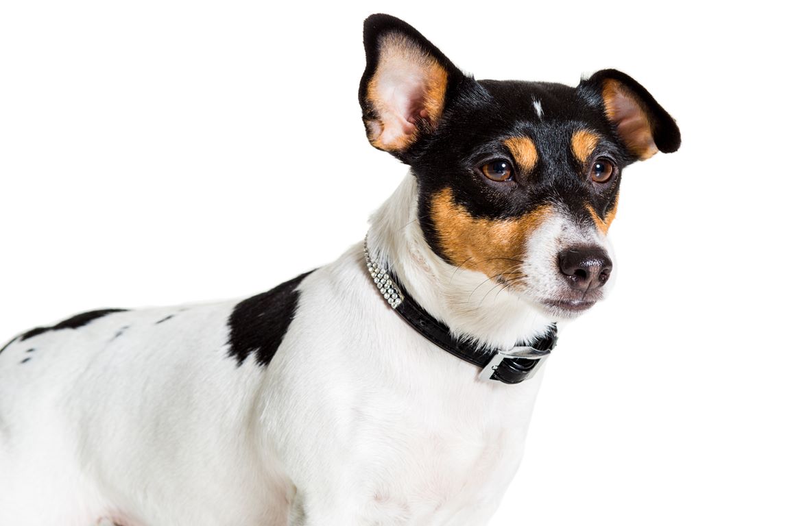 Jack Russell Terrier Dog Breed Information
