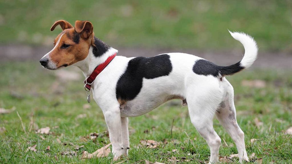Parson Jack Russell Terrier Dog