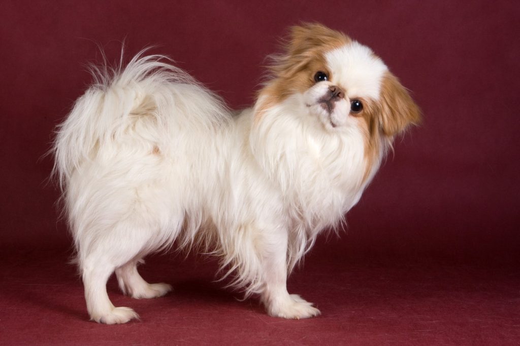 Japanese Chin breed: the noble little dog that kept in birdcage 