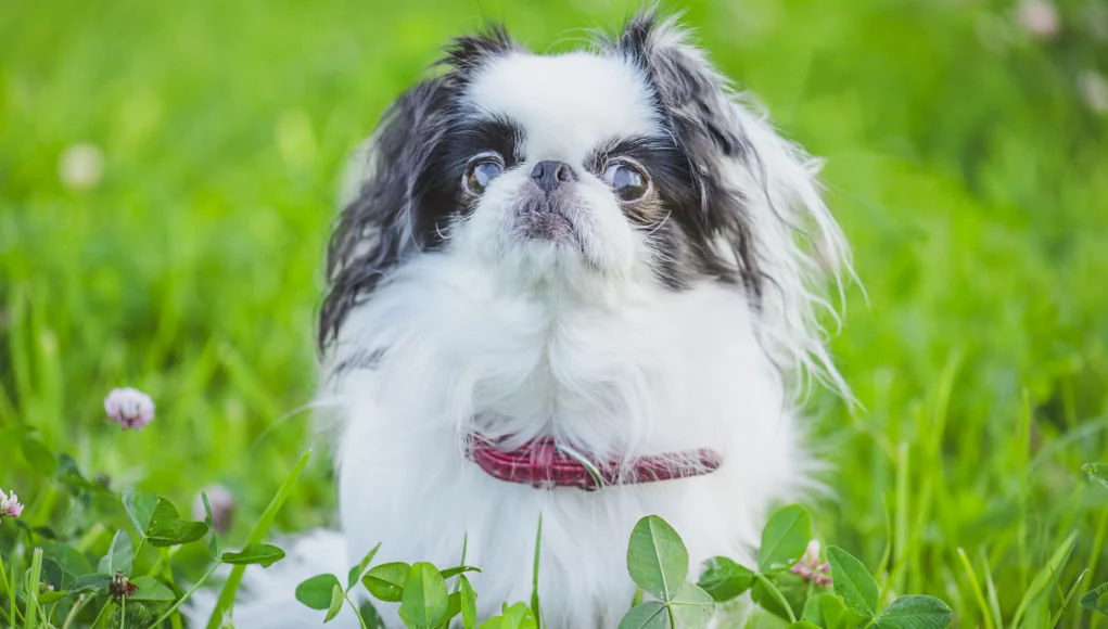 Japanese Chin Dog Breed Profile – Top Dog Tips