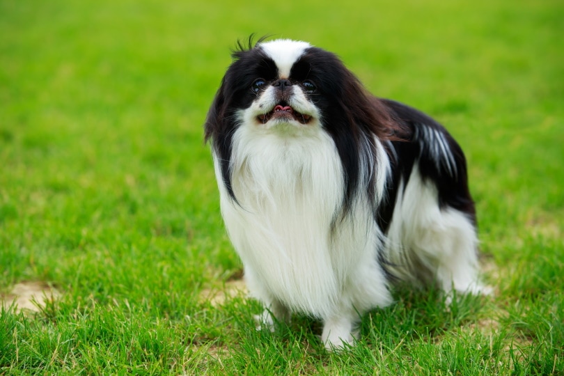 Japanese Chin Dog Breed Guide: Info, Pictures, Care & More | Pet Keen