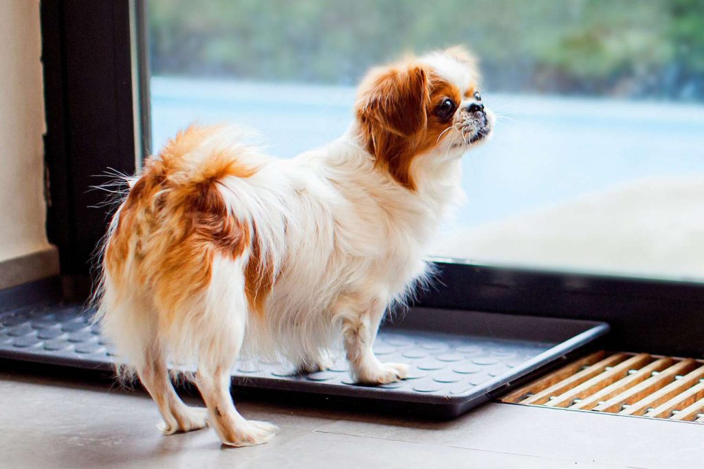 Japanese Chin Dog Ensuring housing involves creating a comfortable and secure environment