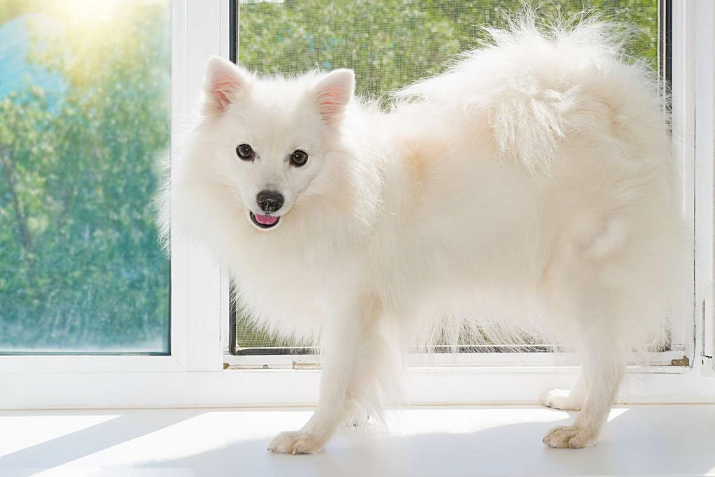 Japanese Spitz Dog housing necessitates a comfortable and secure environment