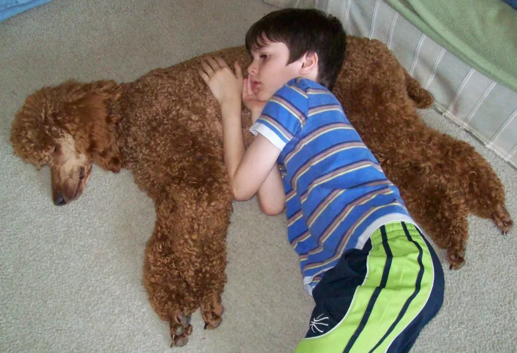 Poodle (Standard) Dog sleep with kid