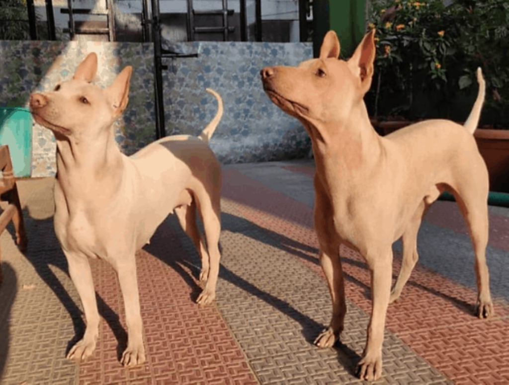 Jonangi Indian Hairless Dog : Breed Information, Facts and Characteristics - HubPages