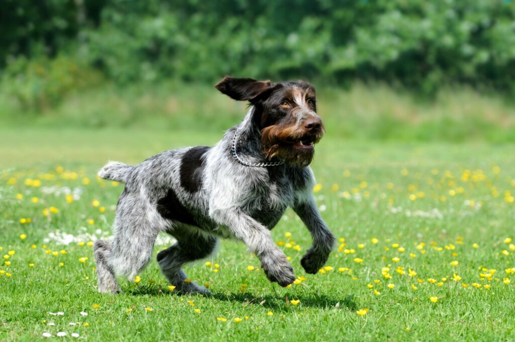 German Roughhaired Pointer Dog running exercise 