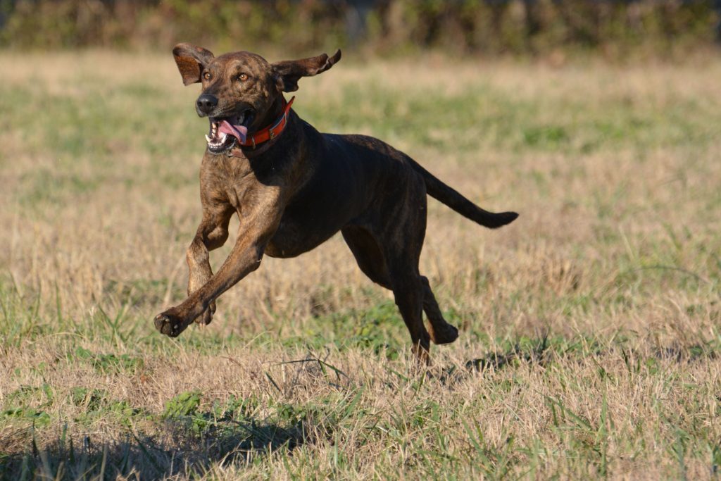 Plott Hound Dog running exercise